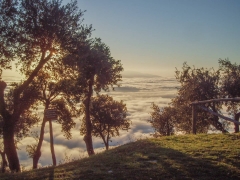 08-monsummano-alto-L